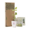 Treemore Brievenbusboompjes Berkenboom - Topgiving