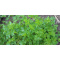 Sproutworld Unsharpened Pencil potlood - Topgiving